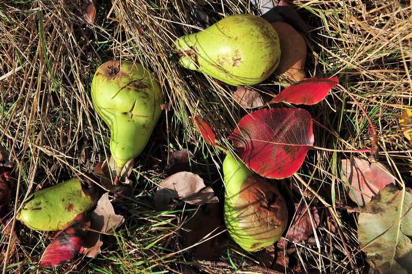 Herbst, bunte Jahreszeit mit Herbstlaub ,Weintrauben, Kastanien, Kürbisse, Nüssen, Eicheln, und vielen mehr!,...