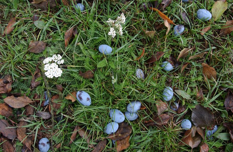 Herbst, bunte Jahreszeit mit Herbstlaub ,Weintrauben, Kastanien, Kürbisse, Nüssen, Eicheln, und vielen mehr!,...