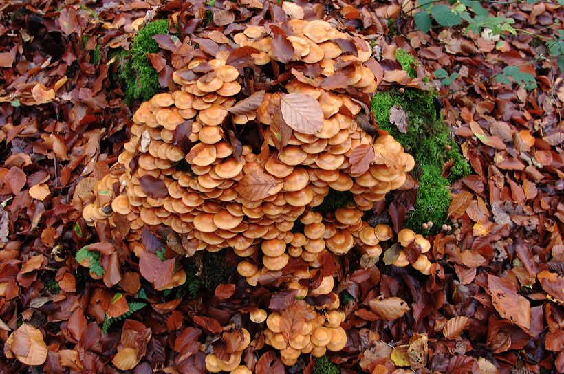 Herbst, bunte Jahreszeit mit Herbstlaub ,Weintrauben, Kastanien, Kürbisse, Nüssen, Eicheln, und vielen mehr!,...