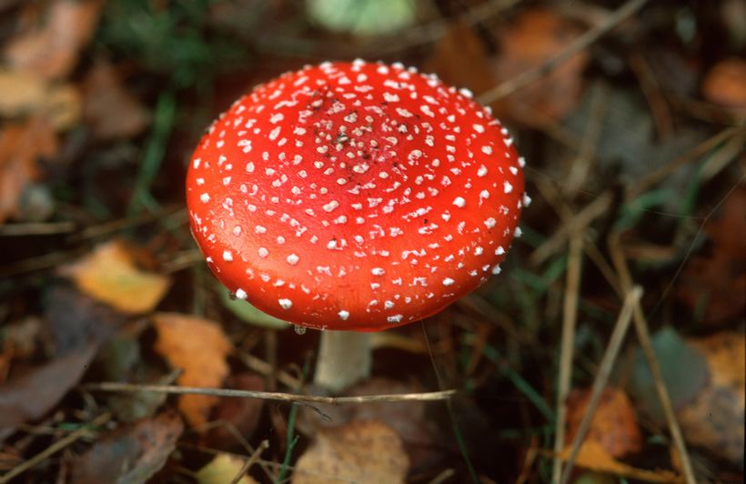 Herbst, bunte Jahreszeit mit Herbstlaub ,Weintrauben, Kastanien, Kürbisse, Nüssen, Eicheln, und vielen mehr!,...