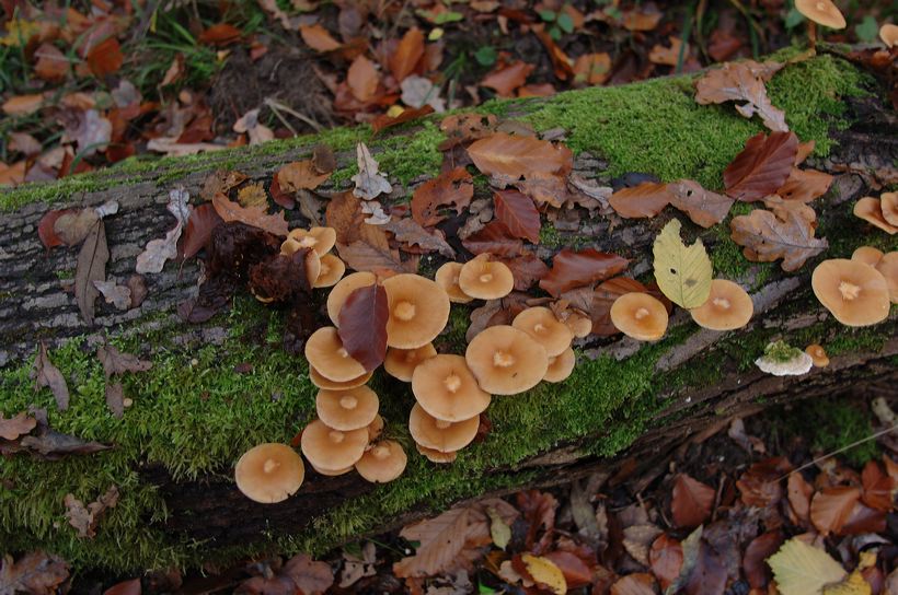 Herbst, bunte Jahreszeit mit Herbstlaub ,Weintrauben, Kastanien, Kürbisse, Nüssen, Eicheln, und vielen mehr!,...