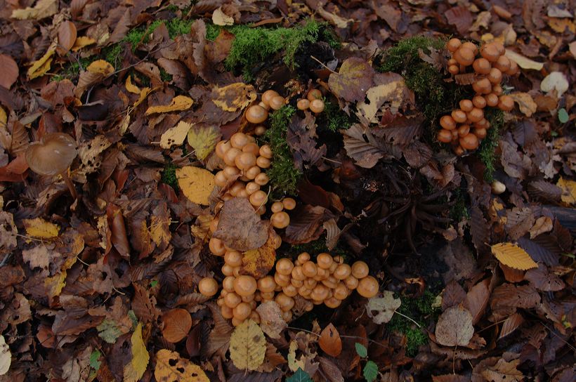 Herbst, bunte Jahreszeit mit Herbstlaub ,Weintrauben, Kastanien, Kürbisse, Nüssen, Eicheln, und vielen mehr!,...