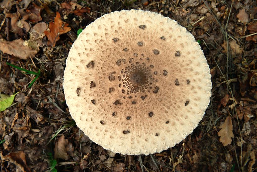 Herbst, bunte Jahreszeit mit Herbstlaub ,Weintrauben, Kastanien, Kürbisse, Nüssen, Eicheln, und vielen mehr!,...