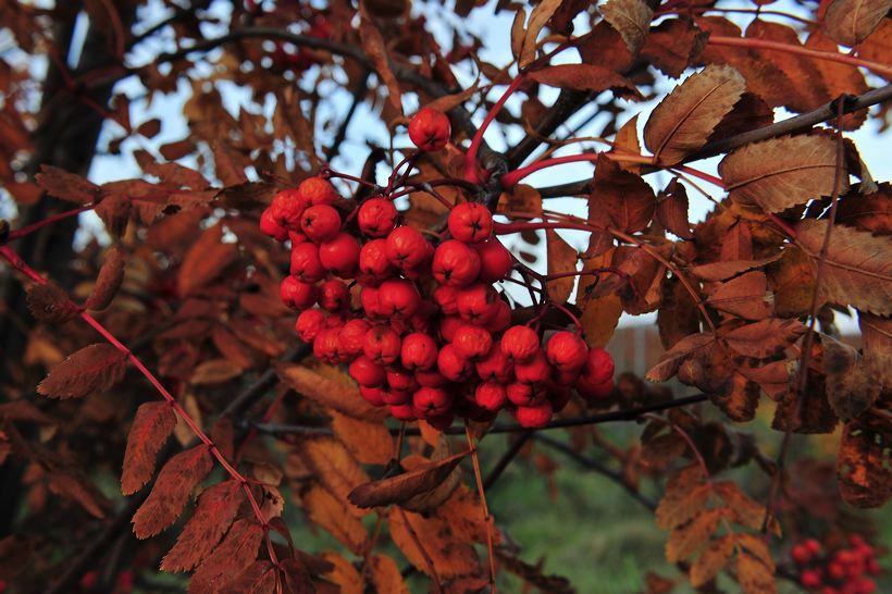 Herbst, bunte Jahreszeit mit Herbstlaub ,Weintrauben, Kastanien, Kürbisse, Nüssen, Eicheln, und vielen mehr!,...