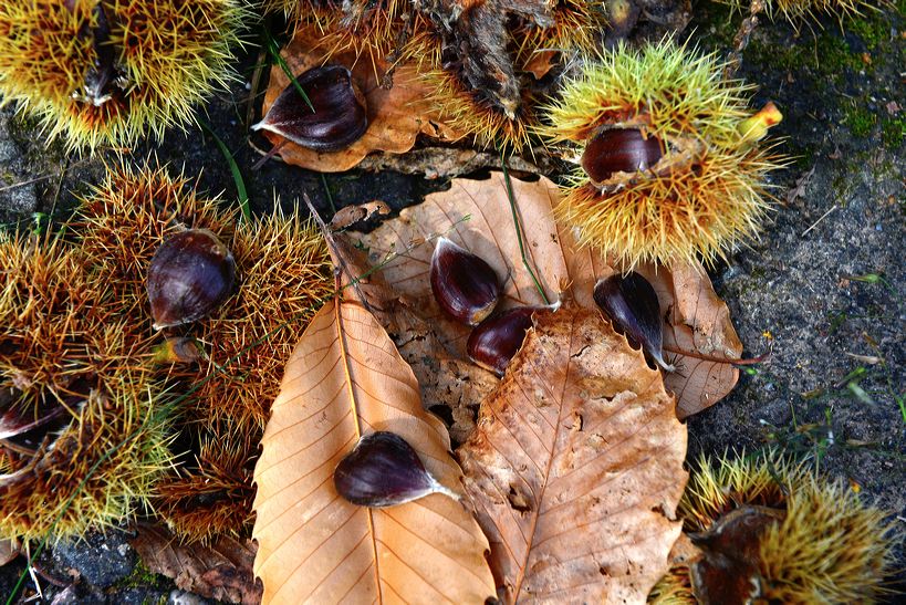 Herbst, bunte Jahreszeit mit Herbstlaub ,Weintrauben, Kastanien, Kürbisse, Nüssen, Eicheln, und vielen mehr!,...