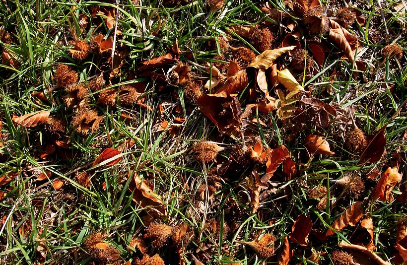 Herbst, bunte Jahreszeit mit Herbstlaub ,Weintrauben, Kastanien, Kürbisse, Nüssen, Eicheln, und vielen mehr!,...