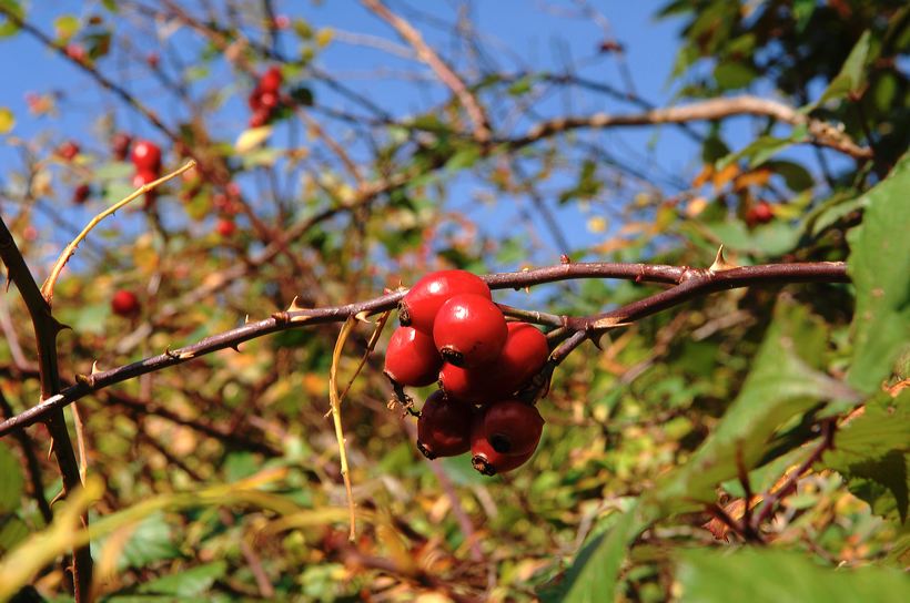 Herbst, bunte Jahreszeit mit Herbstlaub ,Weintrauben, Kastanien, Kürbisse, Nüssen, Eicheln, und vielen mehr!,...