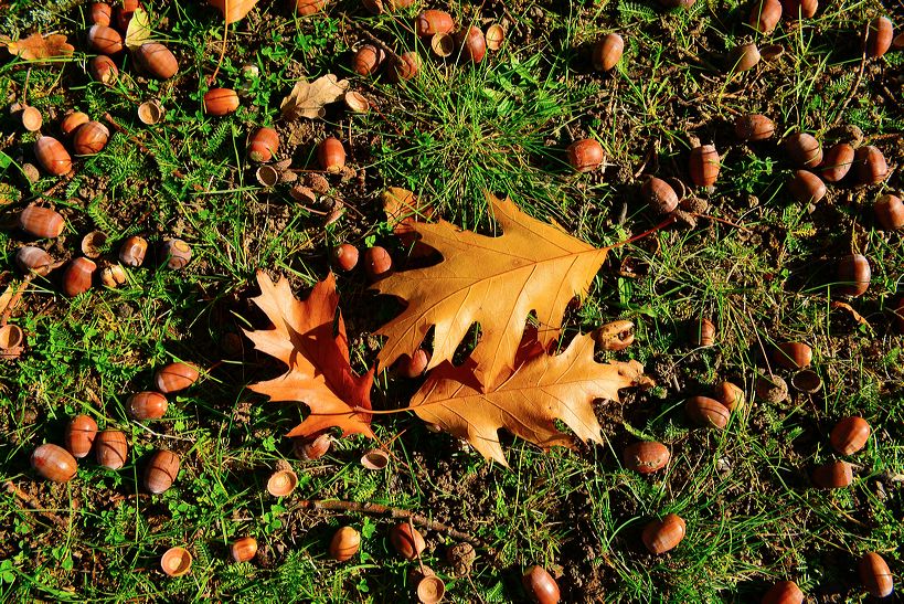 Herbst, bunte Jahreszeit mit Herbstlaub ,Weintrauben, Kastanien, Kürbisse, Nüssen, Eicheln, und vielen mehr!,...