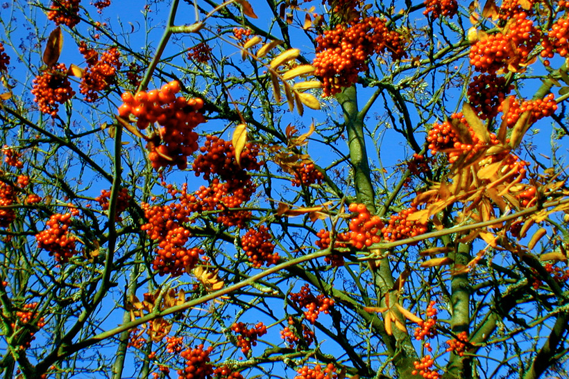 Herbst, bunte Jahreszeit mit Herbstlaub ,Weintrauben, Kastanien, Kürbisse, Nüssen, Eicheln, und vielen mehr!,...