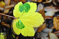 Herbst, bunte Jahreszeit mit Herbstlaub ,Weintrauben, Kastanien, Kürbisse, Nüssen, Eicheln, und vielen mehr!,...