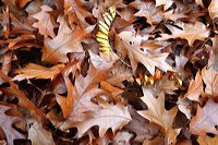 Herbst, bunte Jahreszeit mit Herbstlaub ,Weintrauben, Kastanien, Kürbisse, Nüssen, Eicheln, und vielen mehr!,...