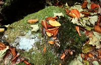 Herbst, bunte Jahreszeit mit Herbstlaub ,Weintrauben, Kastanien, Kürbisse, Nüssen, Eicheln, und vielen mehr!,...