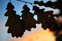 Herbst, bunte Jahreszeit mit Herbstlaub ,Weintrauben, Kastanien, Kürbisse, Nüssen, Eicheln, und vielen mehr!,...