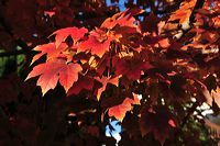 Herbst, bunte Jahreszeit mit Herbstlaub ,Weintrauben, Kastanien, Kürbisse, Nüssen, Eicheln, und vielen mehr!,...