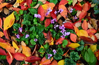 Herbst, bunte Jahreszeit mit Herbstlaub ,Weintrauben, Kastanien, Kürbisse, Nüssen, Eicheln, und vielen mehr!,...