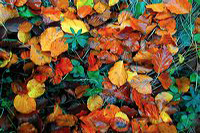 Herbst, bunte Jahreszeit mit Herbstlaub ,Weintrauben, Kastanien, Kürbisse, Nüssen, Eicheln, und vielen mehr!,...