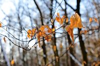 Herbst, bunte Jahreszeit mit Herbstlaub ,Weintrauben, Kastanien, Kürbisse, Nüssen, Eicheln, und vielen mehr!,...