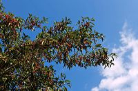 Herbst, bunte Jahreszeit mit Herbstlaub ,Weintrauben, Kastanien, Kürbisse, Nüssen, Eicheln, und vielen mehr!,...