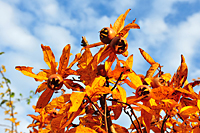 Herbst, bunte Jahreszeit mit Herbstlaub ,Weintrauben, Kastanien, Kürbisse, Nüssen, Eicheln, und vielen mehr!,...