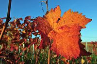 Herbst, bunte Jahreszeit mit Herbstlaub ,Weintrauben, Kastanien, Kürbisse, Nüssen, Eicheln, und vielen mehr!,...