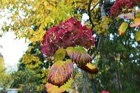 Herbst, bunte Jahreszeit mit Herbstlaub ,Weintrauben, Kastanien, Kürbisse, Nüssen, Eicheln, und vielen mehr!,...