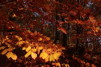 Herbst, bunte Jahreszeit mit Herbstlaub ,Weintrauben, Kastanien, Kürbisse, Nüssen, Eicheln, und vielen mehr!,...