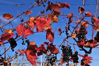 Herbst, bunte Jahreszeit mit Herbstlaub ,Weintrauben, Kastanien, Kürbisse, Nüssen, Eicheln, und vielen mehr!,...