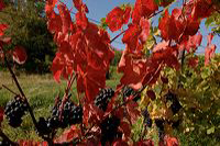 Herbst, bunte Jahreszeit mit Herbstlaub ,Weintrauben, Kastanien, Kürbisse, Nüssen, Eicheln, und vielen mehr!,...