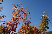 Herbst, bunte Jahreszeit mit Herbstlaub ,Weintrauben, Kastanien, Kürbisse, Nüssen, Eicheln, und vielen mehr!,...