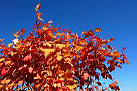 Herbst, bunte Jahreszeit mit Herbstlaub ,Weintrauben, Kastanien, Kürbisse, Nüssen, Eicheln, und vielen mehr!,...