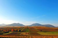 Herbst, bunte Jahreszeit mit Herbstlaub ,Weintrauben, Kastanien, Kürbisse, Nüssen, Eicheln, und vielen mehr!,...