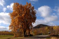 Herbst, bunte Jahreszeit mit Herbstlaub ,Weintrauben, Kastanien, Kürbisse, Nüssen, Eicheln, und vielen mehr!,...