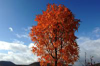 Herbst, bunte Jahreszeit mit Herbstlaub ,Weintrauben, Kastanien, Kürbisse, Nüssen, Eicheln, und vielen mehr!,...