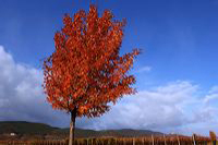 Herbst, bunte Jahreszeit mit Herbstlaub ,Weintrauben, Kastanien, Kürbisse, Nüssen, Eicheln, und vielen mehr!,...