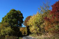 Herbst, bunte Jahreszeit mit Herbstlaub ,Weintrauben, Kastanien, Kürbisse, Nüssen, Eicheln, und vielen mehr!,...