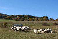 Herbst, bunte Jahreszeit mit Herbstlaub ,Weintrauben, Kastanien, Kürbisse, Nüssen, Eicheln, und vielen mehr!,...