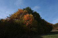 Herbst, bunte Jahreszeit mit Herbstlaub ,Weintrauben, Kastanien, Kürbisse, Nüssen, Eicheln, und vielen mehr!,...