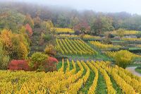 Herbst, bunte Jahreszeit mit Herbstlaub ,Weintrauben, Kastanien, Kürbisse, Nüssen, Eicheln, und vielen mehr!,...