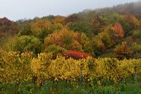 Herbst, bunte Jahreszeit mit Herbstlaub ,Weintrauben, Kastanien, Kürbisse, Nüssen, Eicheln, und vielen mehr!,...