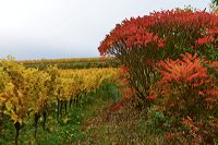 Herbst, bunte Jahreszeit mit Herbstlaub ,Weintrauben, Kastanien, Kürbisse, Nüssen, Eicheln, und vielen mehr!,...