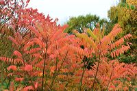 Herbst, bunte Jahreszeit mit Herbstlaub ,Weintrauben, Kastanien, Kürbisse, Nüssen, Eicheln, und vielen mehr!,...