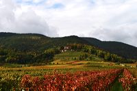 Herbst, bunte Jahreszeit mit Herbstlaub ,Weintrauben, Kastanien, Kürbisse, Nüssen, Eicheln, und vielen mehr!,...