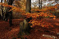 Herbst, bunte Jahreszeit mit Herbstlaub ,Weintrauben, Kastanien, Kürbisse, Nüssen, Eicheln, und vielen mehr!,...