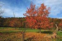 Herbst, bunte Jahreszeit mit Herbstlaub ,Weintrauben, Kastanien, Kürbisse, Nüssen, Eicheln, und vielen mehr!,...