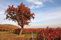 Herbst, bunte Jahreszeit mit Herbstlaub ,Weintrauben, Kastanien, Kürbisse, Nüssen, Eicheln, und vielen mehr!,...