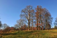 Herbst, bunte Jahreszeit mit Herbstlaub ,Weintrauben, Kastanien, Kürbisse, Nüssen, Eicheln, und vielen mehr!,...