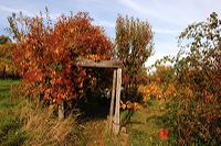 Herbst, bunte Jahreszeit mit Herbstlaub ,Weintrauben, Kastanien, Kürbisse, Nüssen, Eicheln, und vielen mehr!,...