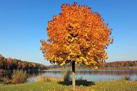 Herbst, bunte Jahreszeit mit Herbstlaub ,Weintrauben, Kastanien, Kürbisse, Nüssen, Eicheln, und vielen mehr!,...