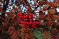 Herbst, bunte Jahreszeit mit Herbstlaub ,Weintrauben, Kastanien, Kürbisse, Nüssen, Eicheln, und vielen mehr!,...