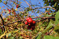 Herbst, bunte Jahreszeit mit Herbstlaub ,Weintrauben, Kastanien, Kürbisse, Nüssen, Eicheln, und vielen mehr!,...